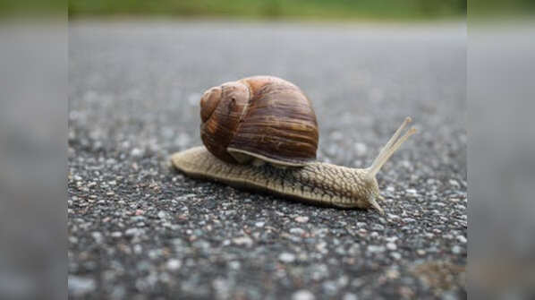 Germany: Snail Syrup