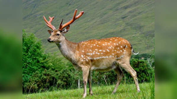 China: Deer Antler Velvet