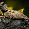 Hong Kong: Lizard soup