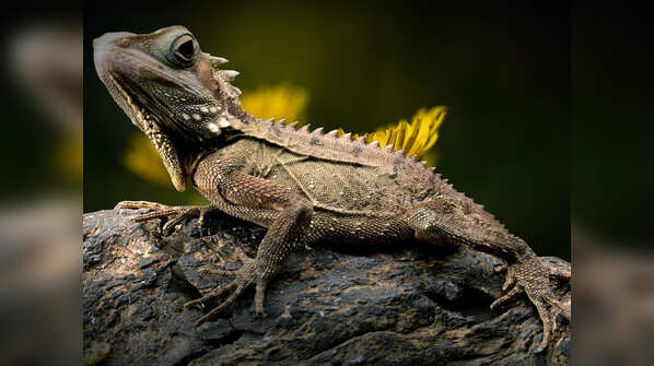 Hong Kong: Lizard soup