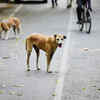dog on street