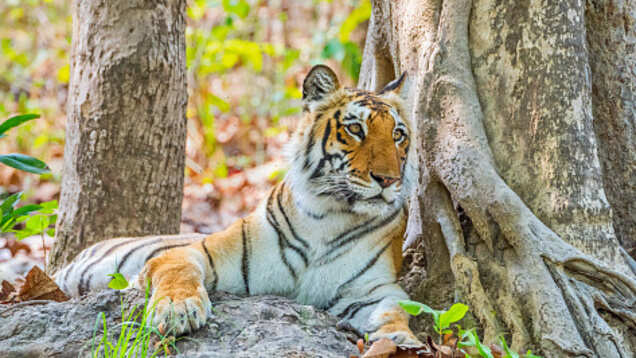 A new route to bring Jim Corbett National Park closer to Delhi-NCR residents
