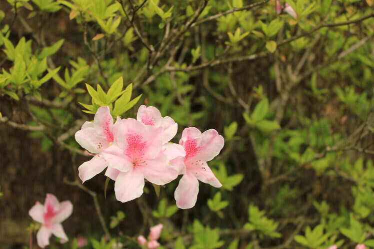 Kadoorie Farm & Botanic Garden