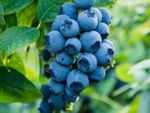 Blueberry toner