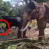 Article image for: Watch: Kerala man gets too close for comfort, whacked and gored by elephant