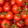 Tomatoes