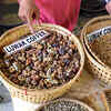 Kopi luwak