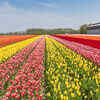 Tulip festival 2019 in Srinagar Kashmir Tulip Festival 2019 TimesTravel