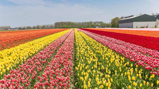 Tulip festival 2019 in Srinagar - Kashmir Tulip Festival 2019 | Times ...