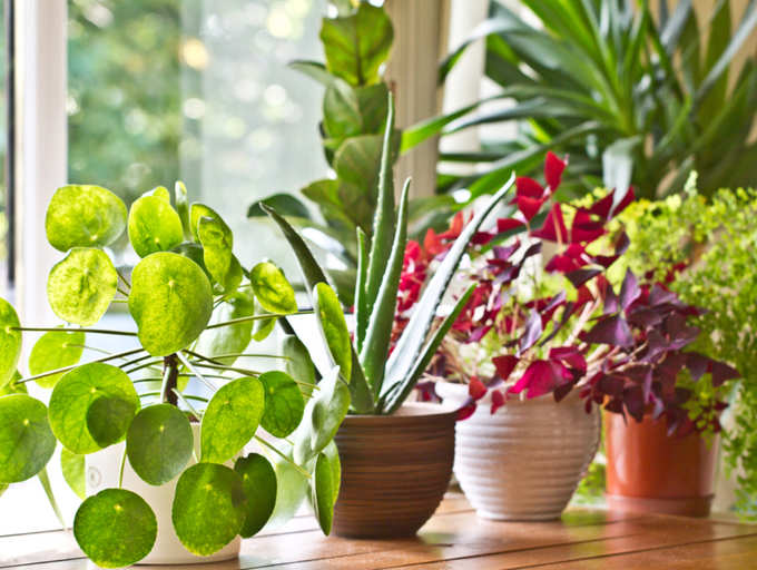 41 Best Indoor Plants In India