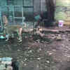 Article image for: These real heroes of Nagpur give <i class="tbold">unconditional love</i> to strays