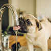 ​Help pets