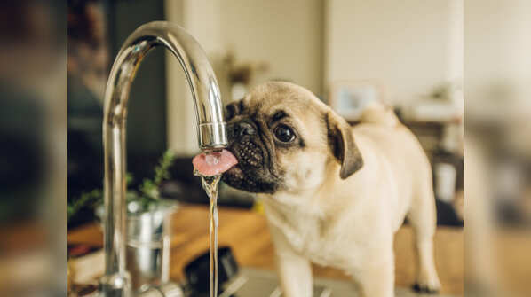 Help pets