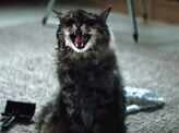 Pet Sematary