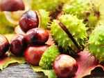 Horse chestnut extract contains great health benefits