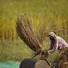 ​How to treat income from agriculture