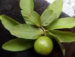 Benefits of guava leaves on your hair