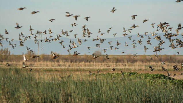 All about Mangalajodi in Odisha, a birdwatcher&rsquo;s paradise