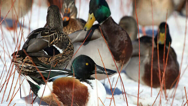 All about Mangalajodi in Odisha, a birdwatcher&rsquo;s paradise