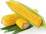 Corn