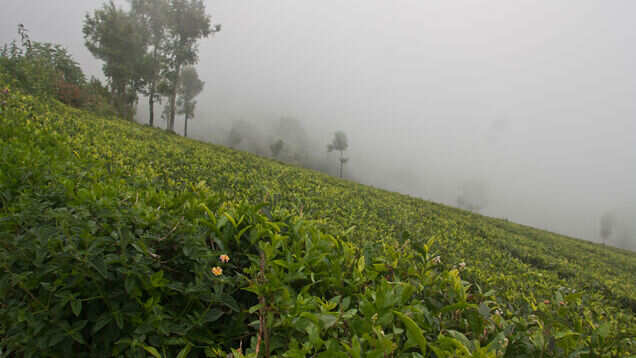 Solo tripping in Coonoor is the best idea