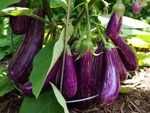 Eggplants