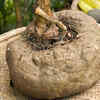 Glucomannan