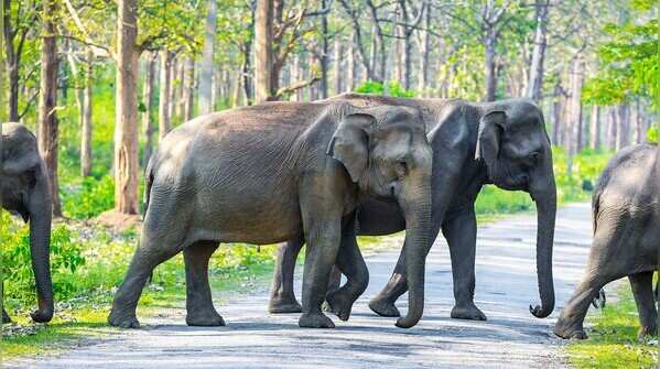 wayanad