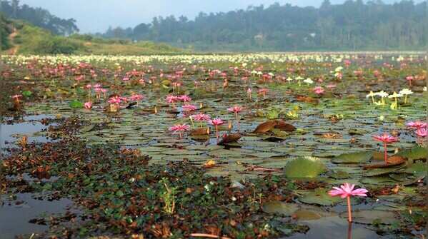 wayanad