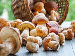 Porcini mushrooms are loaded with antioxidants