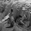 Article image for: <i class="tbold">pather panchali</i>