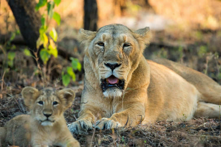 Have you seen the rare Asiatic lions at Gir yet? Plan a visit this time!