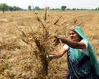 India hikes wheat import duty to support local farmers