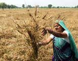 India hikes wheat import duty to support local farmers