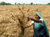 India hikes wheat import duty to support local farmers