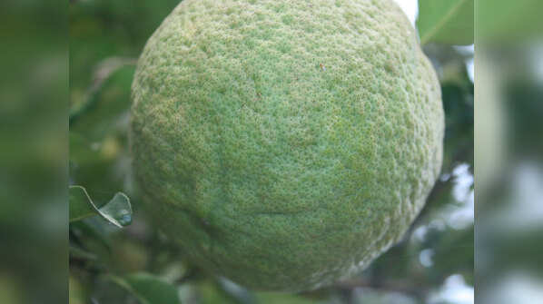 Chakotra