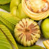 Chalta (Elephant Apple)