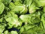 Lettuce