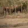 Article image for: Bengaluru: Drunk youth tried to kiss Jumbo, ends up in hospital