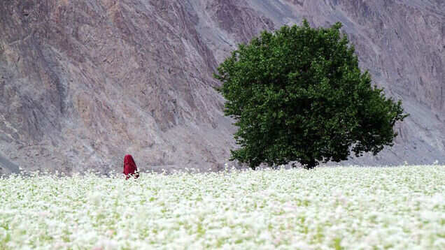 ​Border tales: This village by River Shyok deserves a place in your Ladakh itinerary