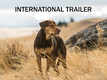 A Dog's Way Home - Official Trailer