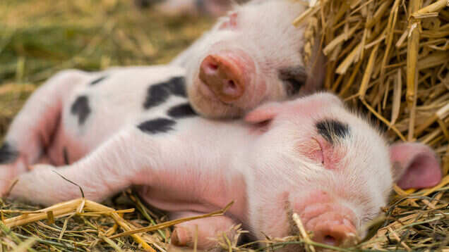 This piglet cafe in Tokyo is probably the most adorable cafe