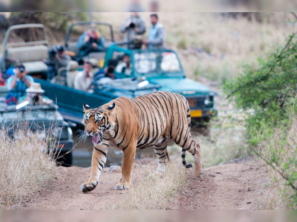16++ Night Camping In Ranthambore National Park