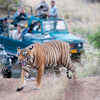 A guide to the best accommodation options at Ranthambore National