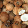 Coconut