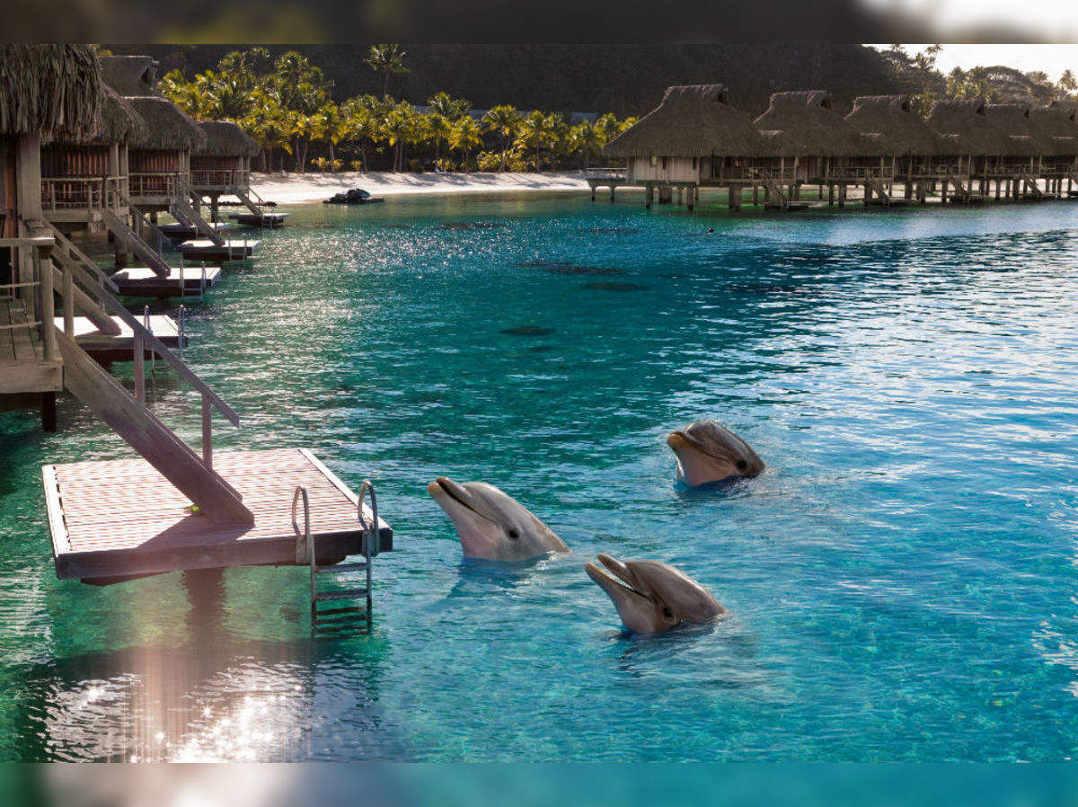 Spotting dolphins in Maldives: tips for travellers, Maldives ...