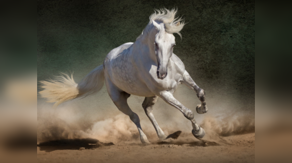 If most of your answers are D: Horse