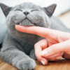 ​If most of your answers are C: Cat