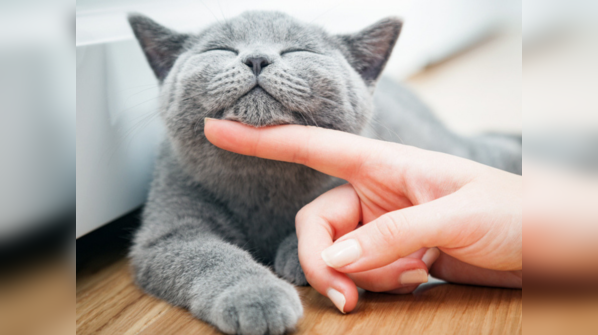 If most of your answers are C: Cat