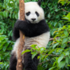 ​If most of your answers are B: Panda